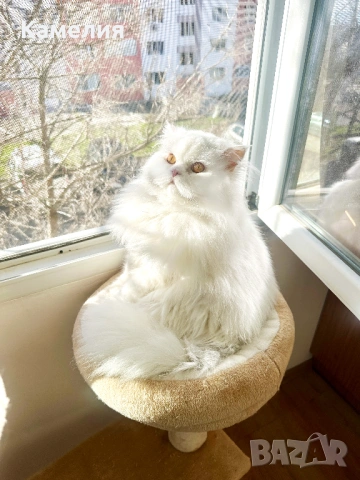 Бял персийски котарак за разплод