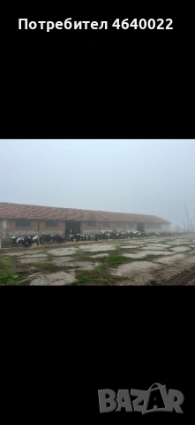 Продава се действаща кравеферма – напълно оборудван и разработен бизнес, снимка 5 - Производствени сгради - 53513854