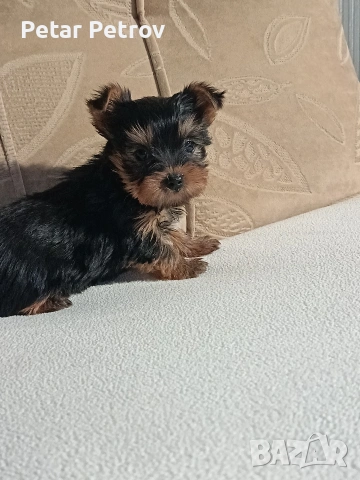 Йоркширски териер 