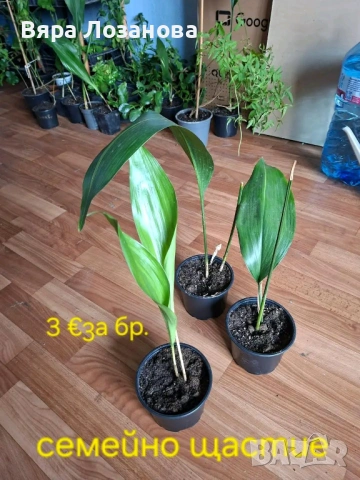 Различни видове цветя, снимка 7 - Стайни растения - 53273122