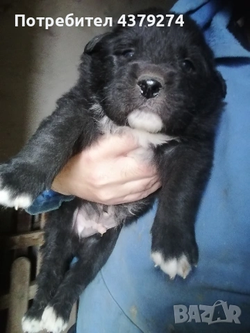 чистопородни овчарски кученца , снимка 7 - Каракачанска овчарка - 54031076