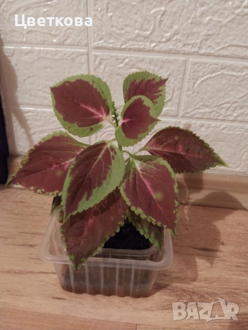 6 копривки по 1 евро + отстъпка и подарък, снимка 6 - Стайни растения - 53692920