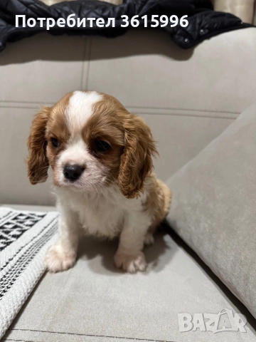 Кавалер Кинг Чарлз шпаньол, снимка 2 - Кавалер кинг чарлз шпаньол - 52387851