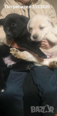 Лабрадорчета, снимка 2 - Лабрадор ретривър - 52723502