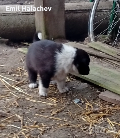 Продавам каракачански кученца , снимка 4 - Каракачанска овчарка - 53925455