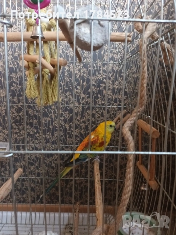 Мъжки поен папагал, снимка 3 - Папагали - 54084418