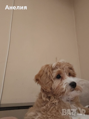 Малтипу,момче, снимка 2 - Пудели - 53682394