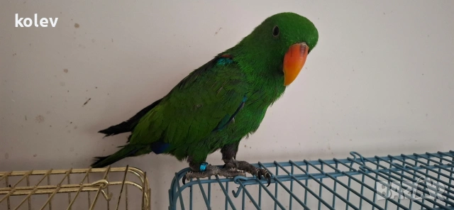 Папагал Еклектус мъжки /бебе , снимка 9 - Папагали - 53571247