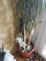 Палма,Драцена,голяма,многогодишна,Прекрасна,Уникална, снимка 6
