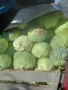 Зеле семена , снимка 8