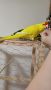 Какарики папагалчета, снимка 1 - Папагали - 45654851