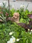 Той пудел / Toy poodle, снимка 9