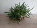 Сукуленти Алое Аристата, снимка 1