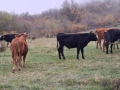 Телета (крави), снимка 13