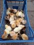 пиленца , снимка 1 - Кокошки и пуйки - 45585287