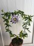 Пасифлора, снимка 1 - Градински цветя и растения - 45108797