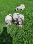 Lagotto Romagnolo, снимка 7