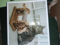 Драскалка за котки , снимка 4