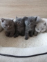 Британски Котета , снимка 8