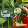 50 броя клипс за поддържане на домати и други растения - КОД 3691, снимка 1