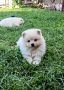 Продават се малки кученца порода Мини Шпиц, снимка 1 - Други - 46041633