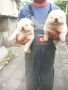 Продавам бяло кученцеЧау Чау, снимка 9