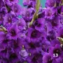 Гладиоли , снимка 13