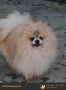 мъжки померан, снимка 1