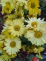 Разсад хризантеми , снимка 14