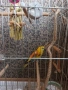 Мъжки поен папагал, снимка 3