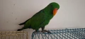 Папагал Еклектус мъжки /бебе , снимка 9