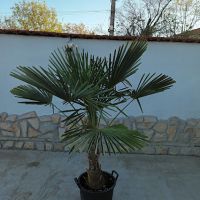 Зимна палма Трахикарпус - многогодишна, снимка 2 - Градински цветя и растения - 45179022