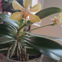 Орхидея Шедьовър Декорум , снимка 1 - Стайни растения - 44977342
