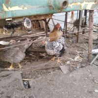 Продавам оплодени яйца, снимка 5 - Кокошки и пуйки - 45188007