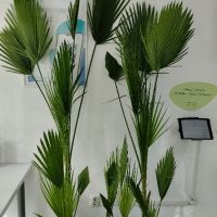 Студоустойчива Палма Трахикарпус, снимка 15 - Стайни растения - 14936682