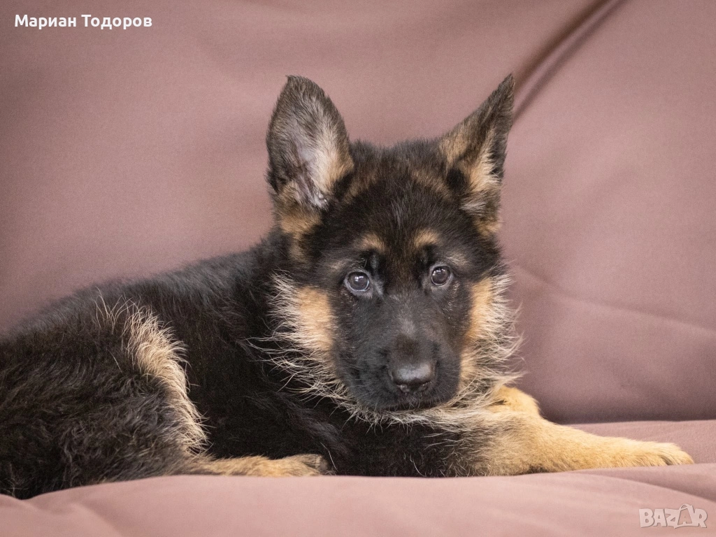 Елитни немски овчарки, снимка 1