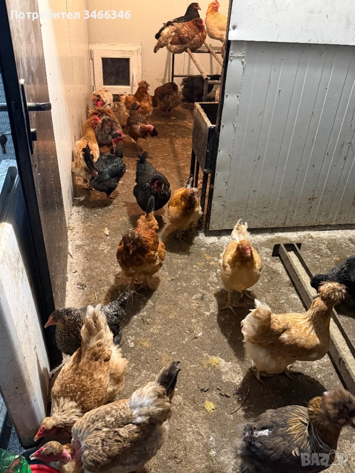 Продавам млади ярки, снимка 1