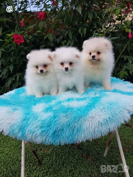 Померан померани Гр. София, снимка 1