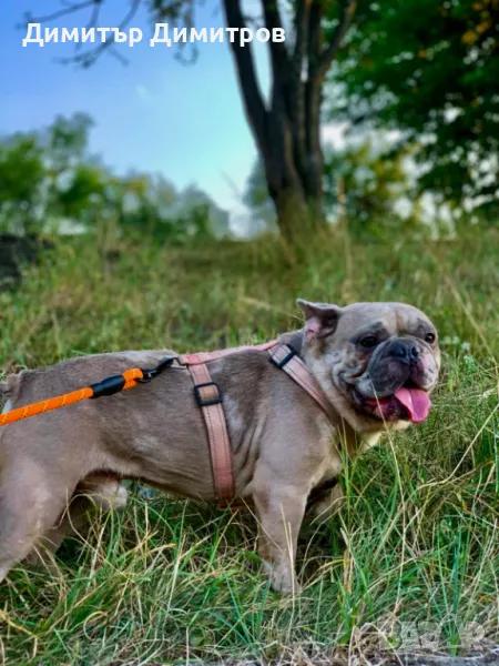 Мъжки френски булдог  за разплод , снимка 1