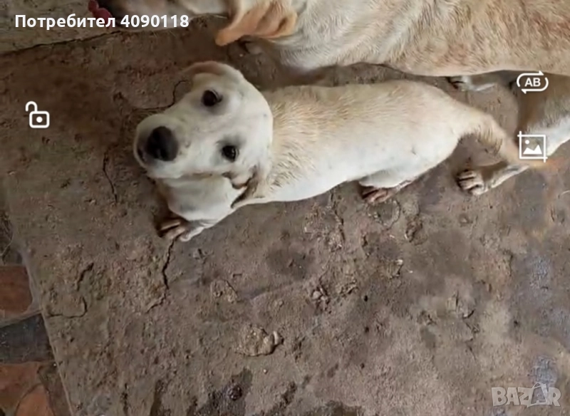 Женско лабрадорче, снимка 1