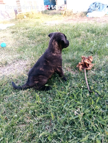 Кане корсо, снимка 1