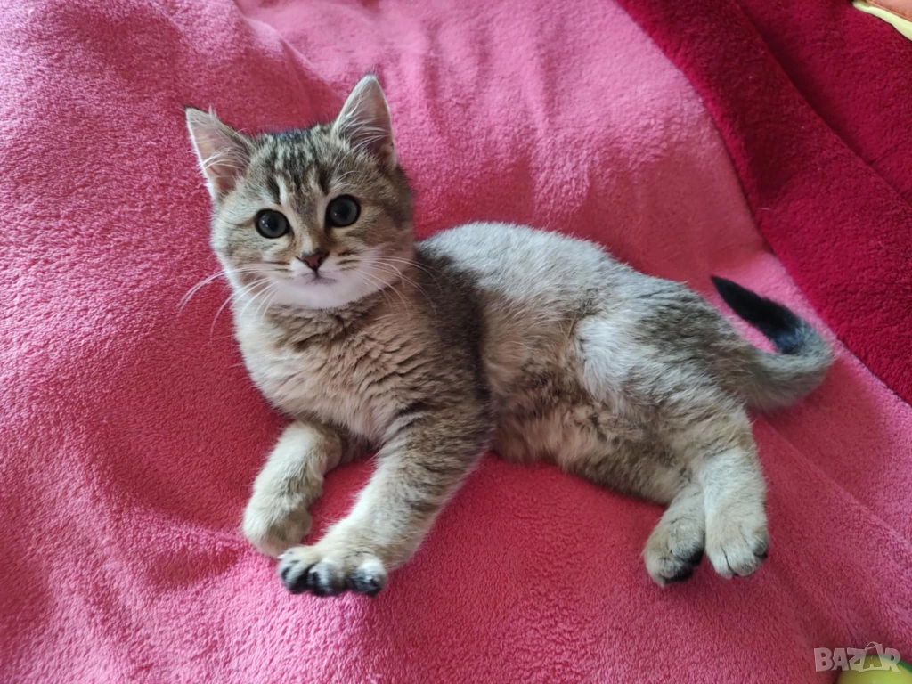 Женско, британско котенце, британска котка, коте цвят агути , снимка 1