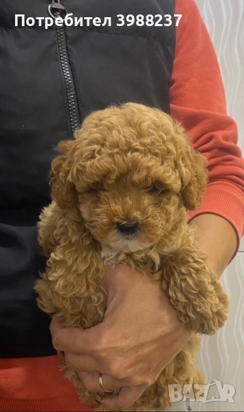 Пудел момче, снимка 1