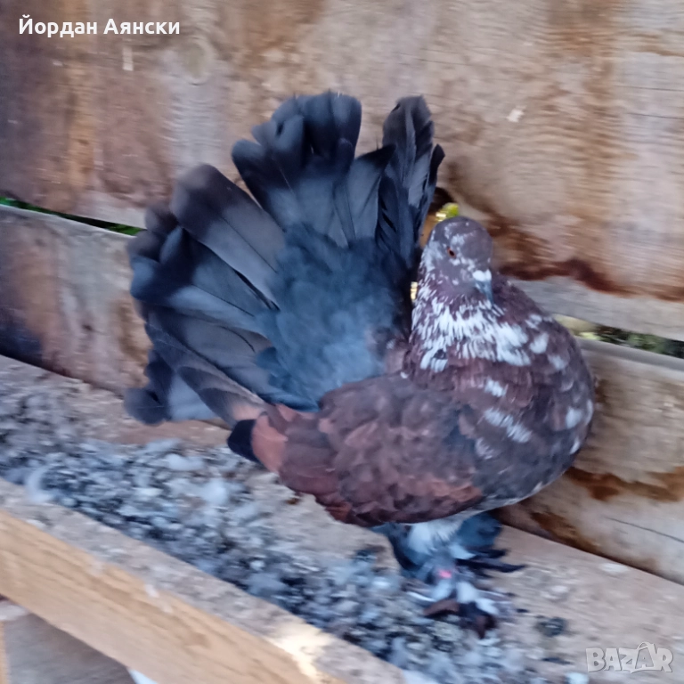 Паунести гълъби , снимка 1
