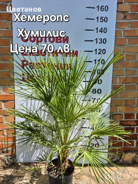 Палма Хемеропс Хумилис, снимка 1