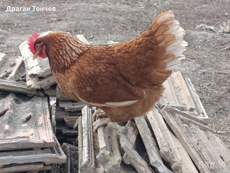 Кокошки носачки Иса Браун , снимка 1