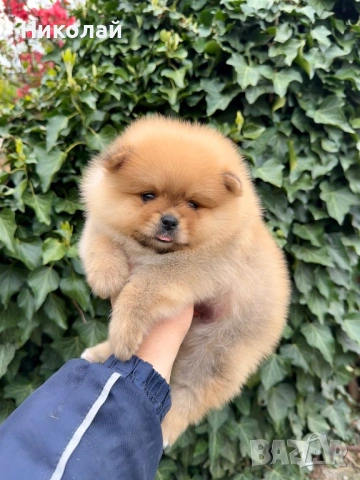 Померан момче. Померанче, снимка 2 - Померан - 54216754