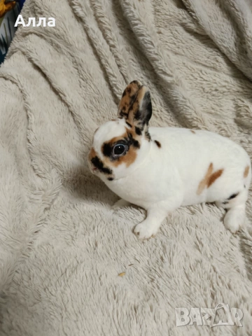 Декоративен Рекс, женска