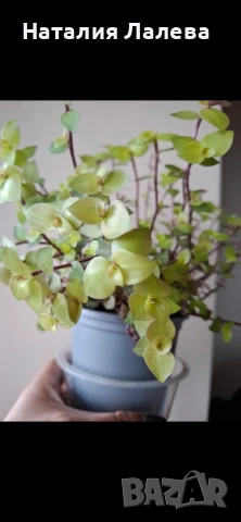 Традесканция/кализия, callisia repens Gold, снимка 2 - Стайни растения - 54051984