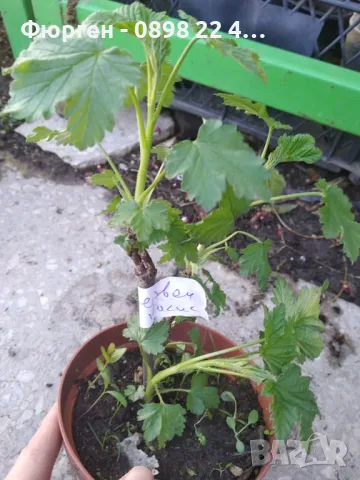 Касис - Разсад , снимка 12 - Разсади - 37551919